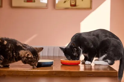 How to Save Money on Pet Care