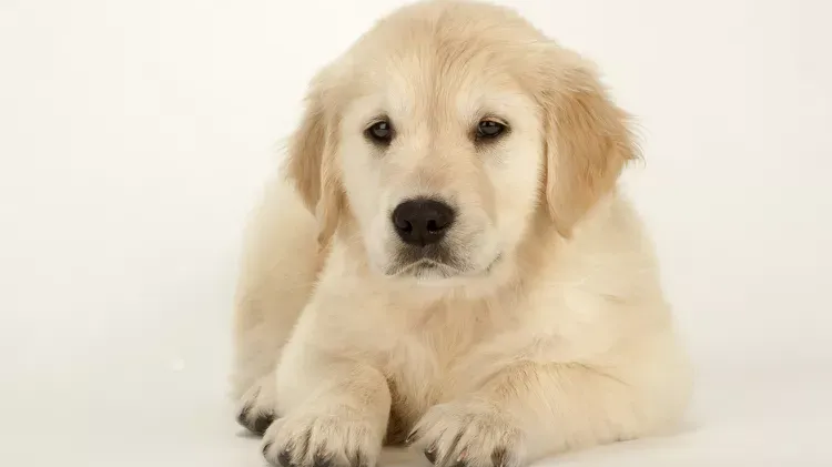 Dog Blood Types