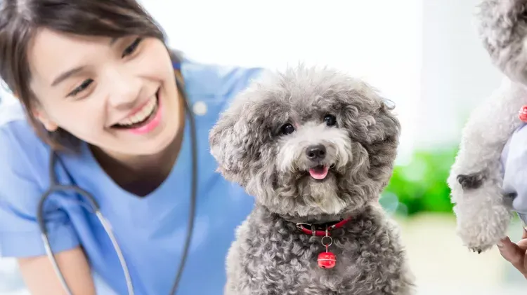 Dexamethasone for Dogs