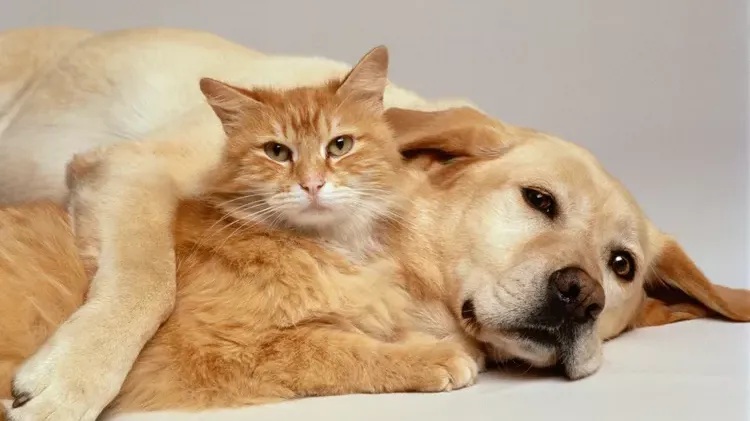 Can You Use Dog Flea Control on a Cat?