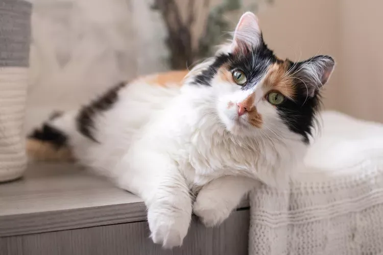 Understanding Calico Cats: Unique Traits, History & Care Tips