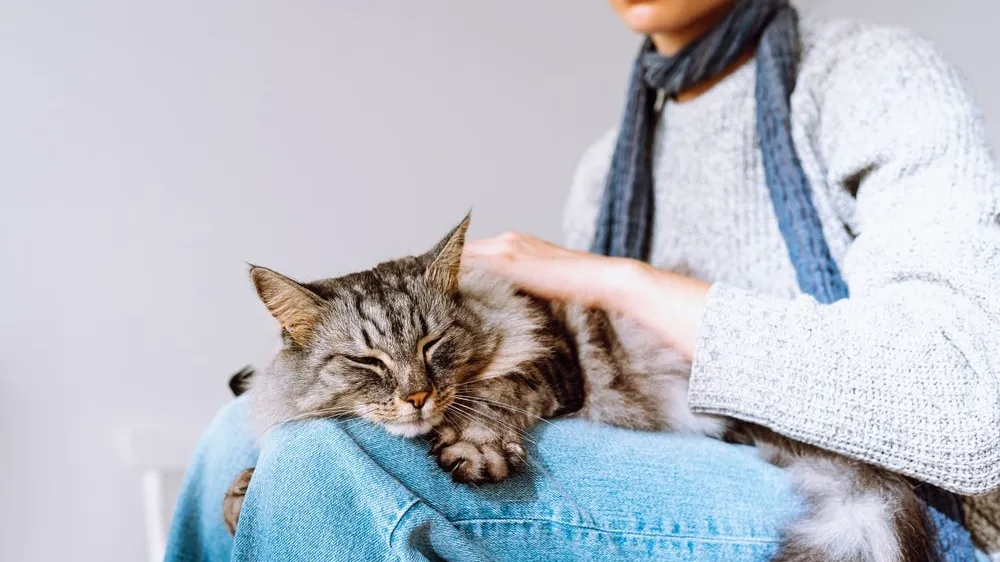 Can I Give Human Painkillers To Pets?