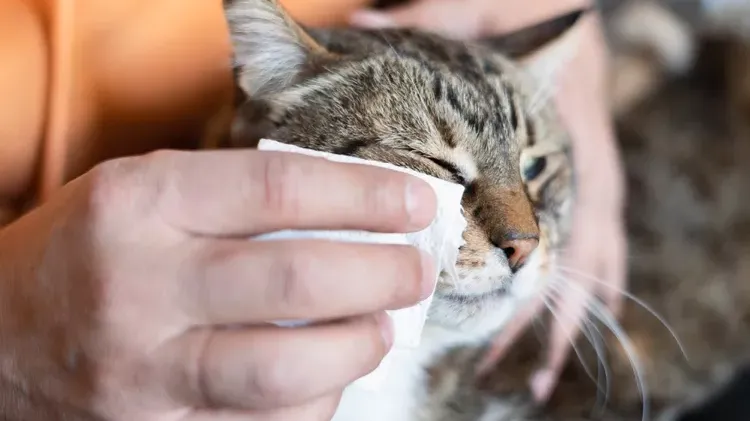 Understanding Cat Eye Boogers: Causes and Solutions