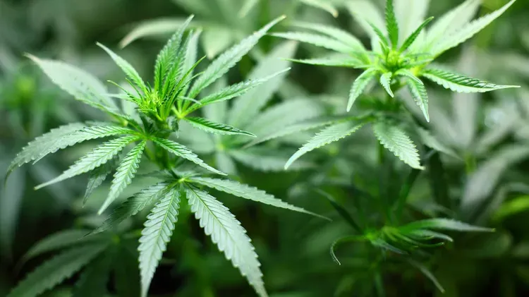 Do Cats Like Weed? Understanding Marijuana Toxicity in Cats