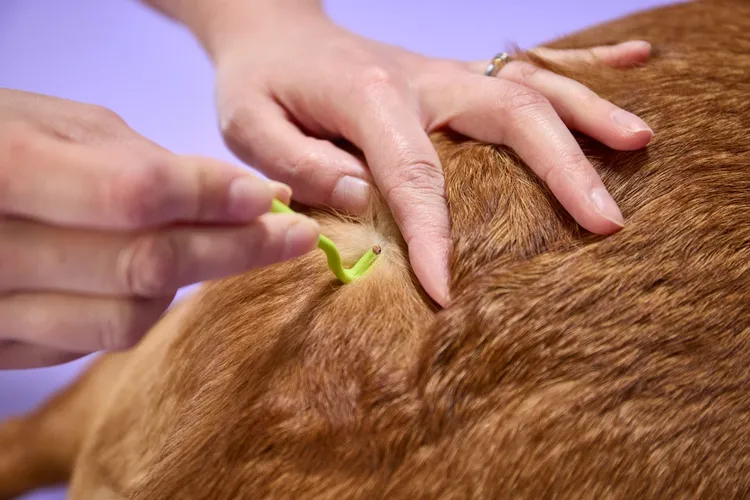 Tick Removal Guide for Cats and Dogs