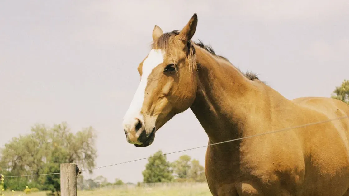 Anxiety in Horses