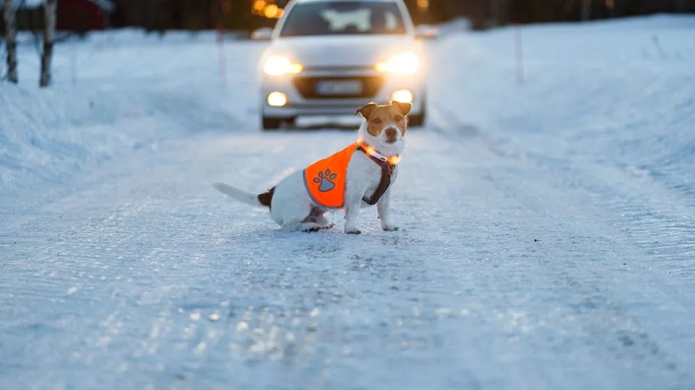 Winter Safety for Pets: How to Care for Pets in Winter