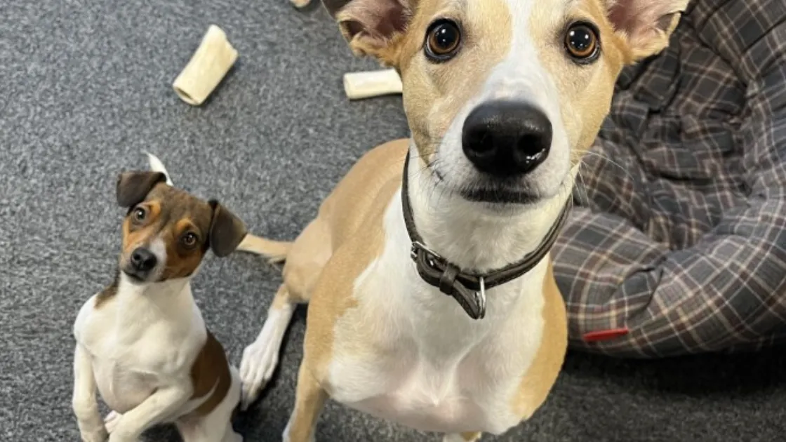 Tips for Taking Your Dog to Work