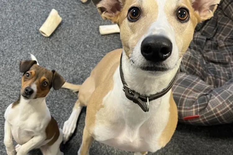 Tips for Taking Your Dog to Work