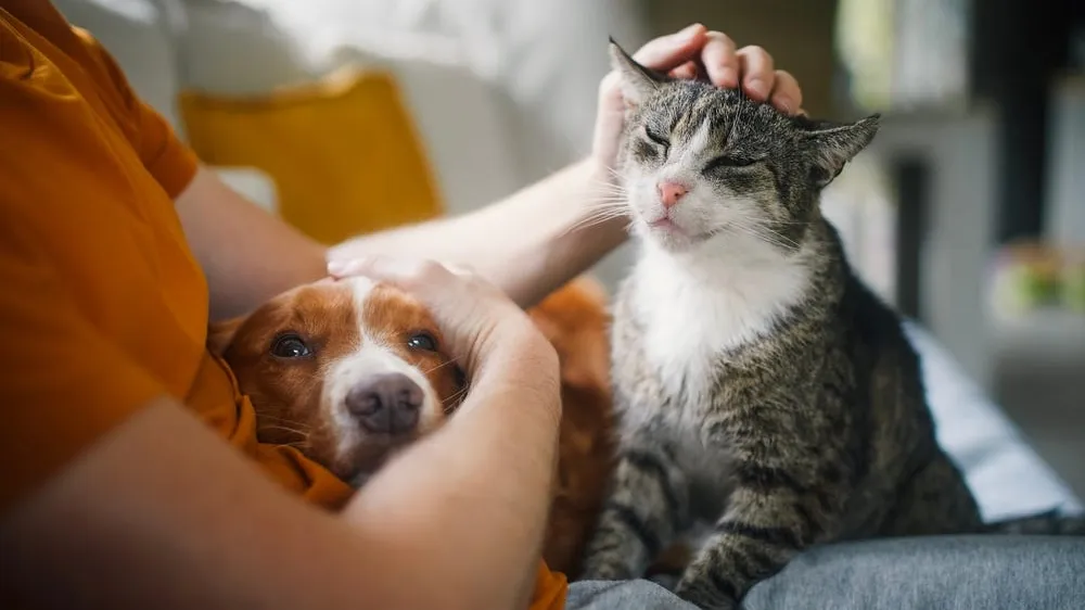 How to Keep Pets Calm During Fireworks