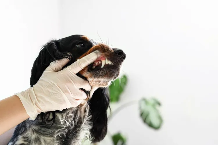 Guide to Dog Dental Care
