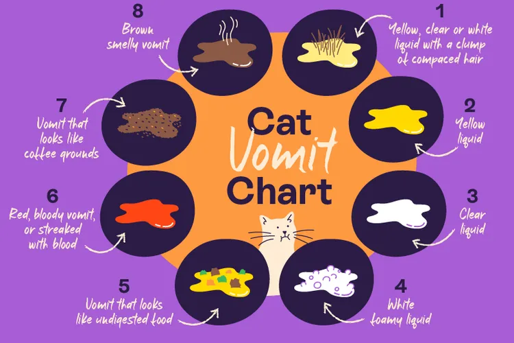 Why is Your Cat Vomiting?