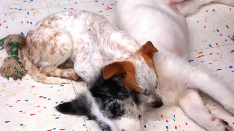 Ear Mites in Puppies and Dogs