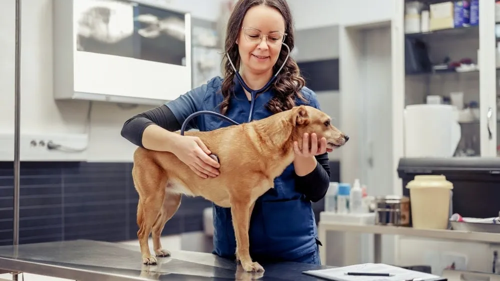 Heart Failure in Dogs: Causes, Symptoms, Treatment