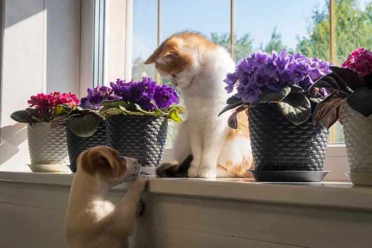 The Ultimate Guide to Pet-Friendly Plants