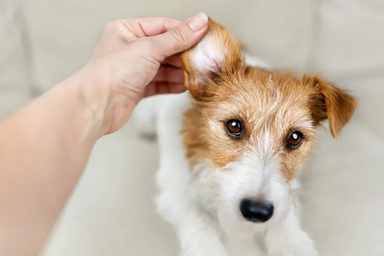 How to Care For Your Dogs Ears