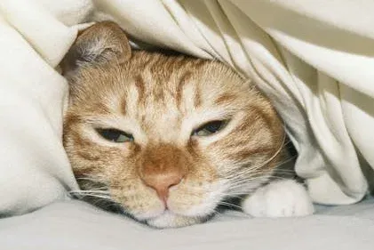 Kitten Diarrhea Treatment: Recognize When to Call the Vet