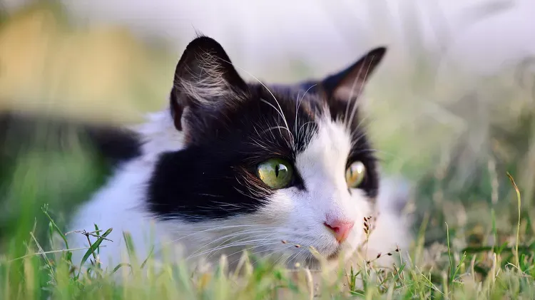 Tapeworms in Cats