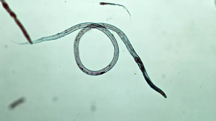 Roundworms in Puppies and Dogs