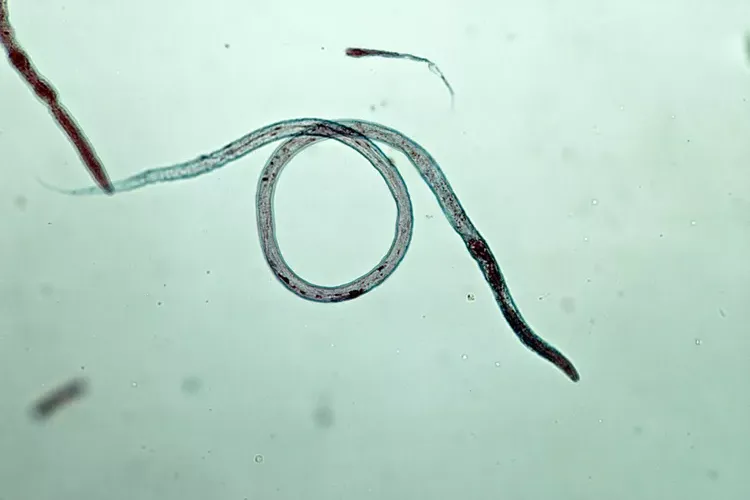 Roundworms in Puppies and Dogs
