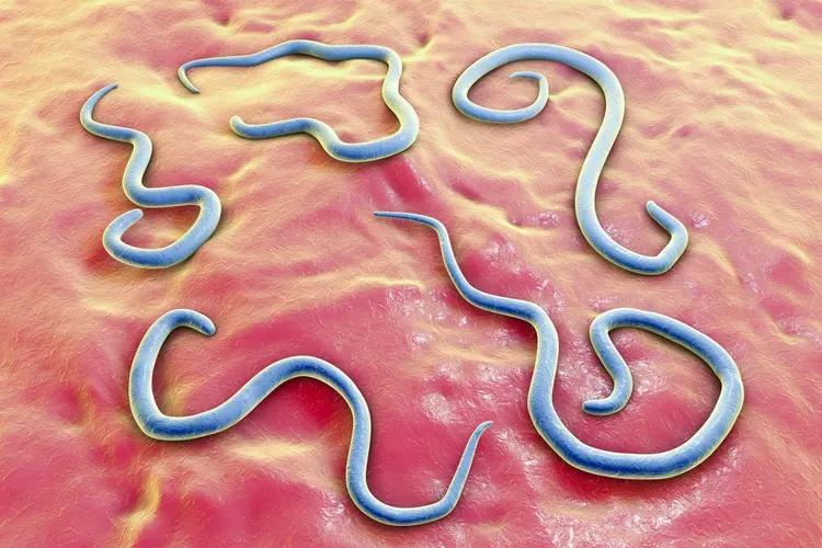 Puppy Roundworms
