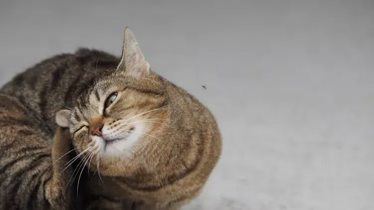 Effective Cat Flea Control: Treatment and Prevention Strategies