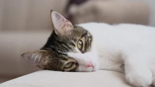 What is Chronic Kidney Disease (CKD)?