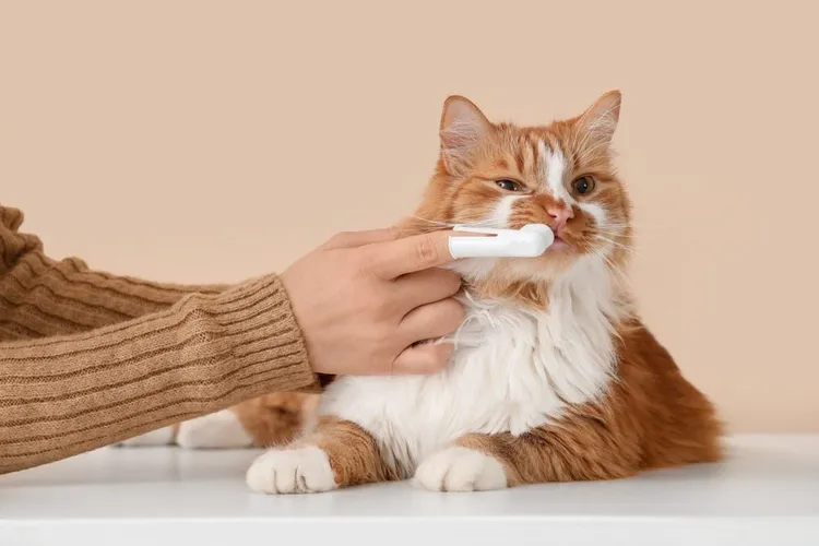 Cat Dental Treatments: All You Need to Know