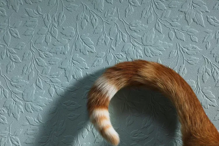 Understanding Cat Tail Talk