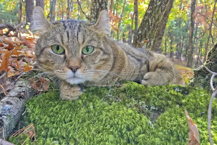 Highlander: Cat Breed Profile, Characteristics & Care