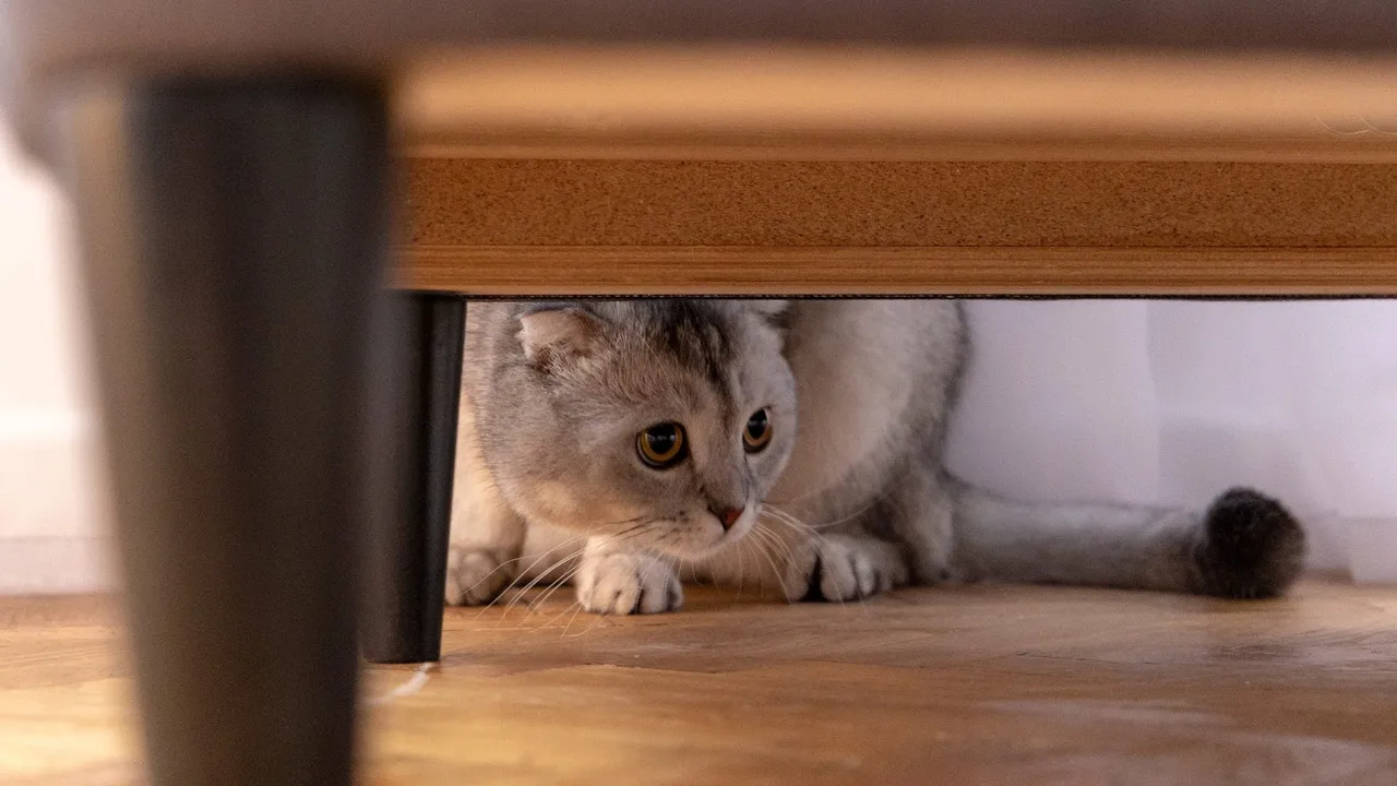 Understanding Cat Body Language