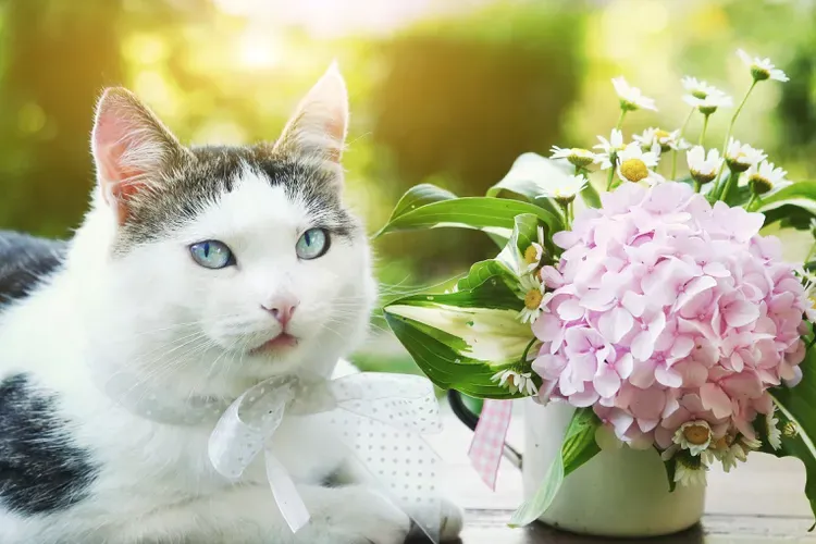 Are Hydrangeas Poisonous to Cats?