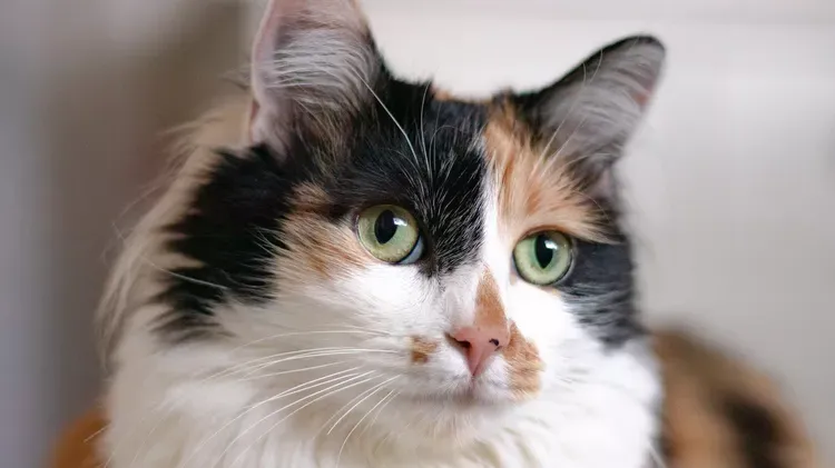 Do Calico Cats Have to Be Female? Unraveling the Science Behind the Trait