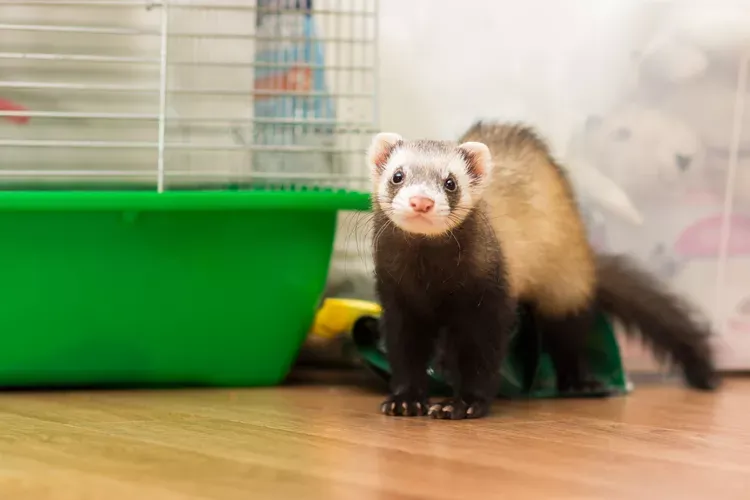 Diarrhea in Ferrets