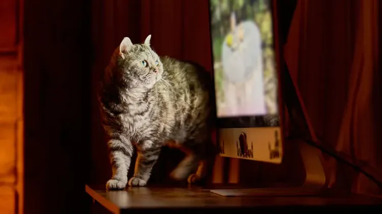 Is Cat TV Safe? Learn How Much Feline Screen Time is Too Much
