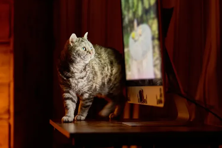 Is Cat TV Safe? Learn How Much Feline Screen Time is Too Much