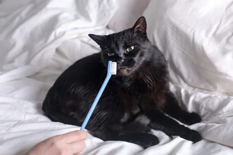 The 4 Stages of Dental Disease in Pets Explained