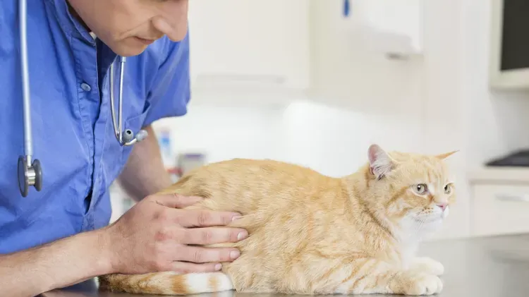 Hookworms in Cats