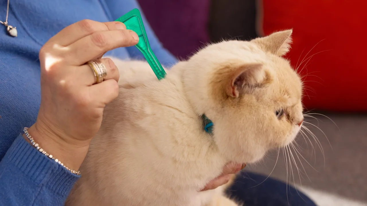 What is the Best Flea Treatment for Cats?