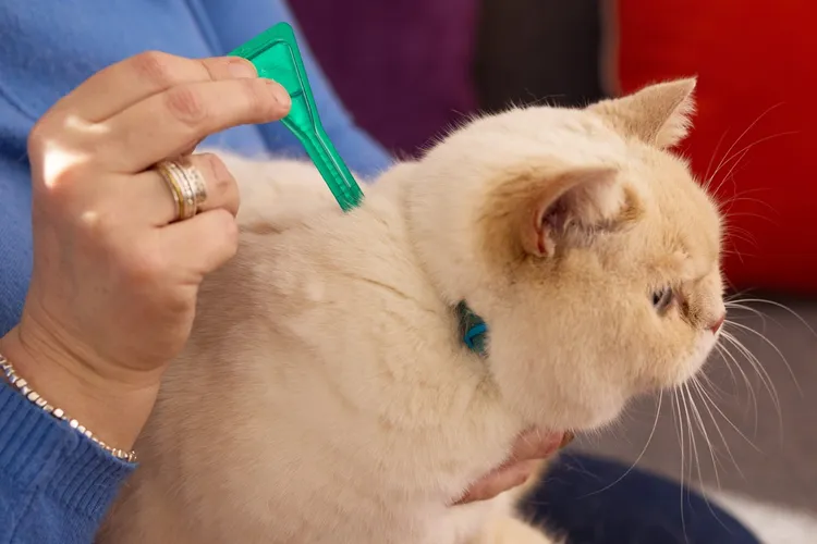 What is the Best Flea Treatment for Cats?