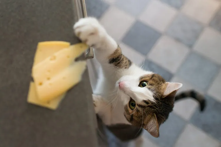 What Human Foods Can Cats Eat?