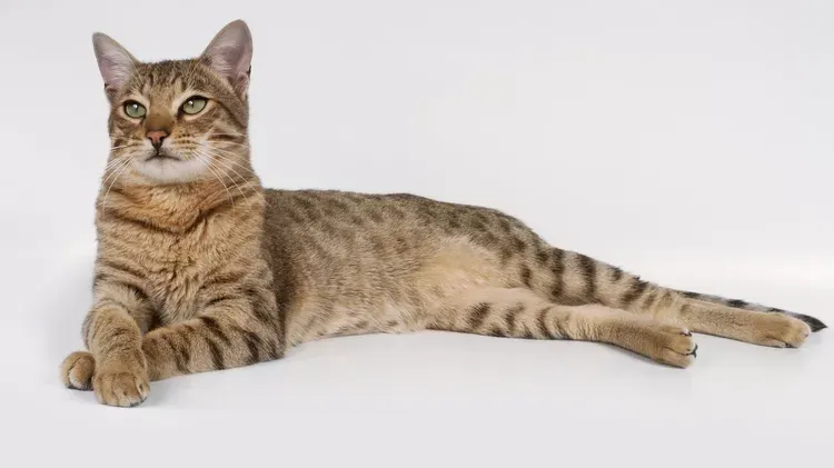 What Happens When a Cat is Spayed?