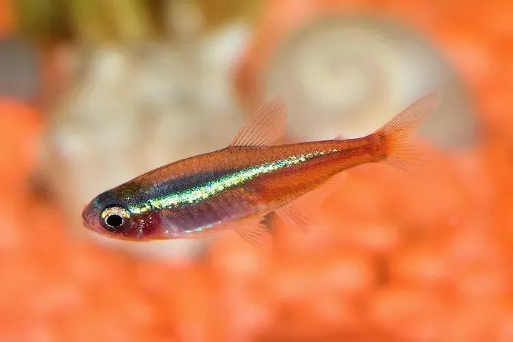 Neon Tetra Disease: Signs, Treatment, and Prevention for Healthy Fish