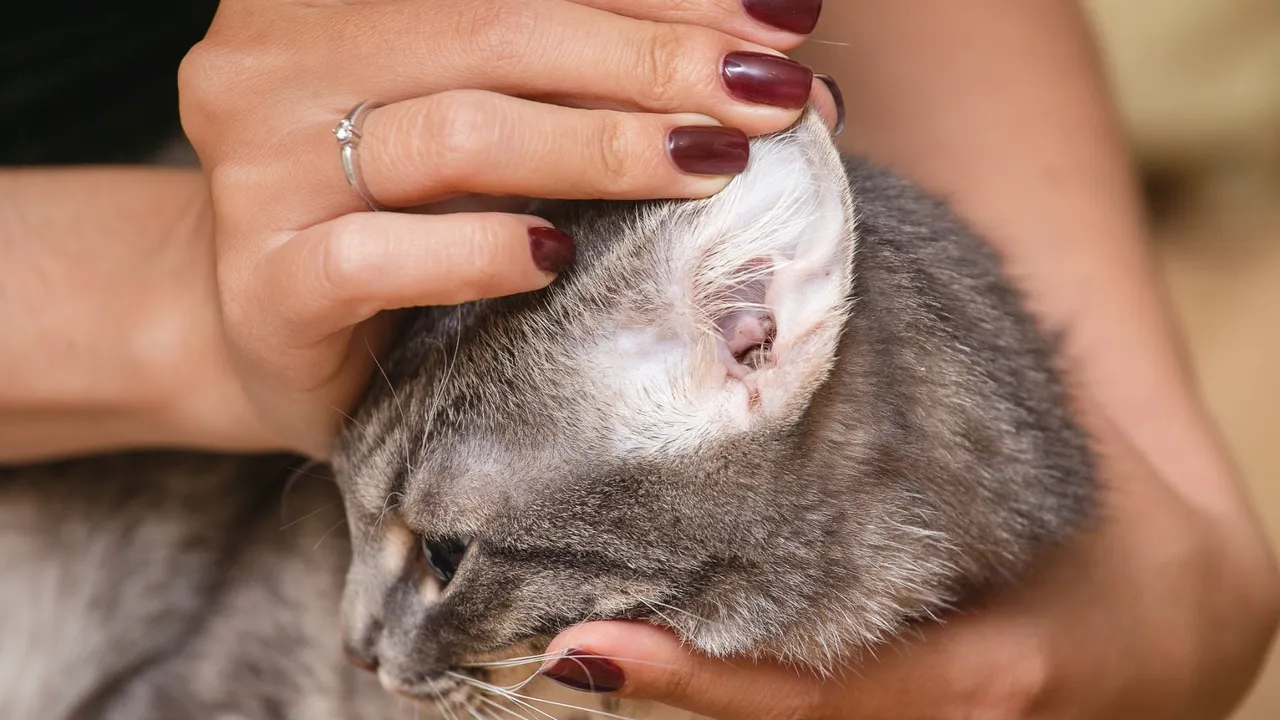 How to Care for Your Cat’s Ears