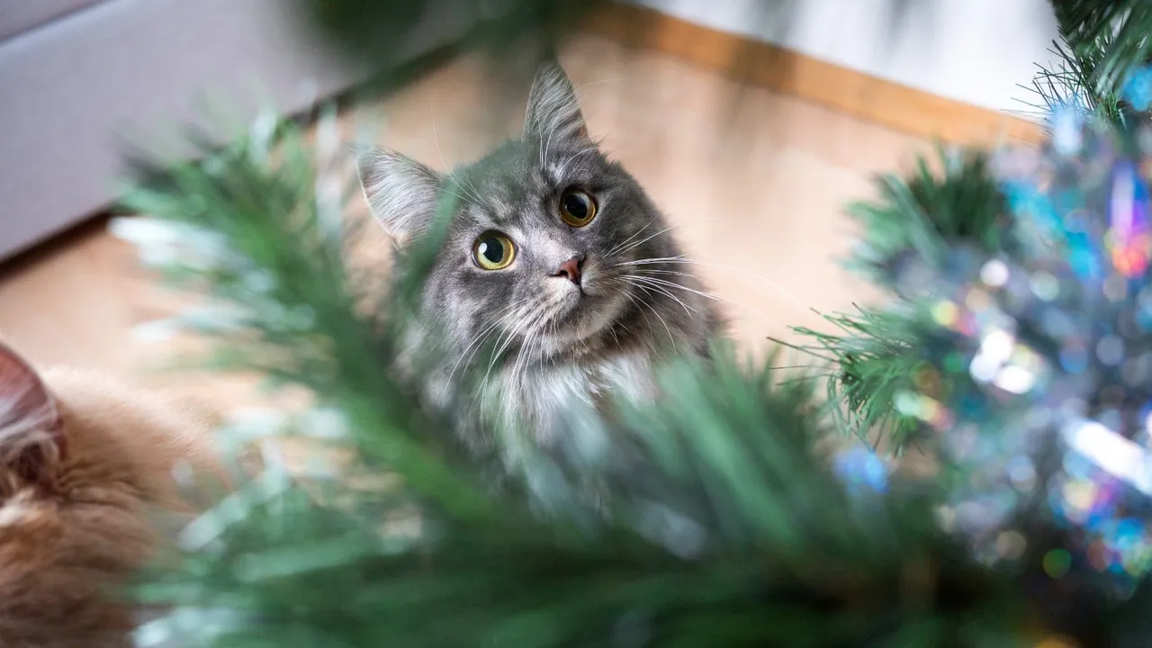 How to Cat-Proof Your Christmas Tree