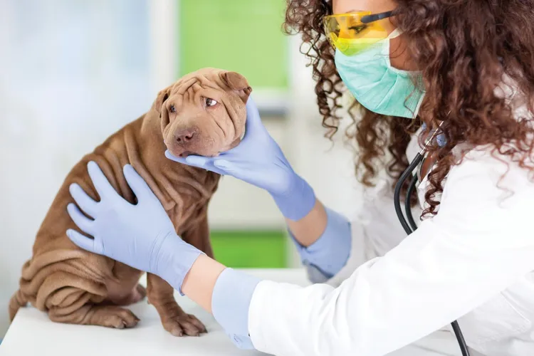 How to Give a Dog Tablets