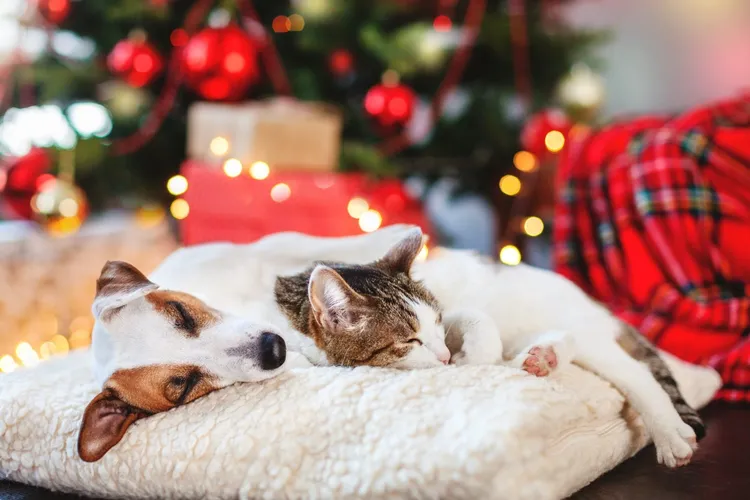 Common Christmas Dangers for Pets
