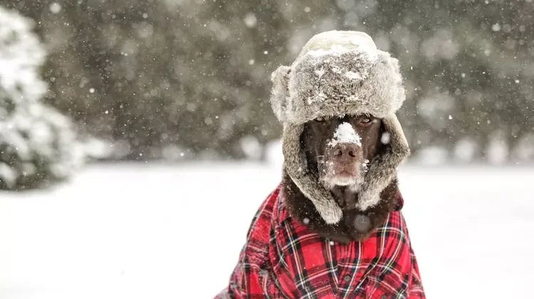 Hypothermia in Dogs: What a Vet Wants You to Know