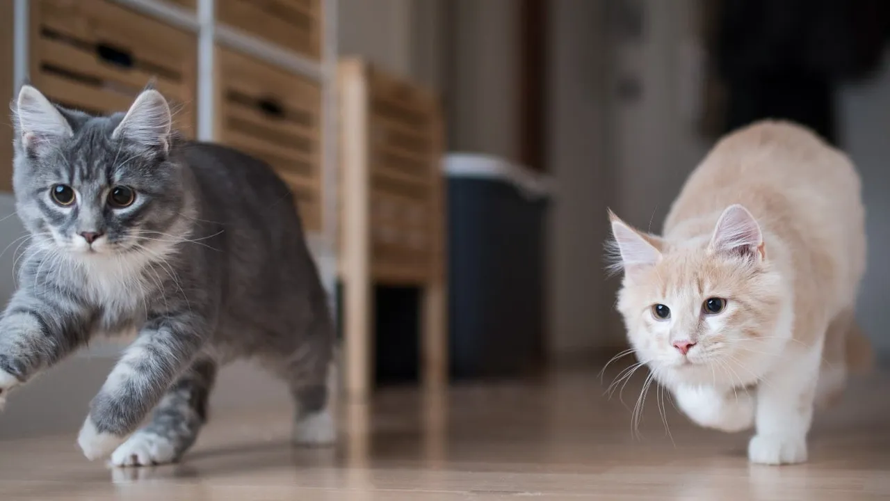 Is it Cruel to Keep a Cat Indoors?