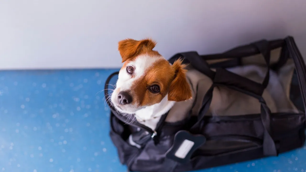 Can You Take Your Dog Abroad?
